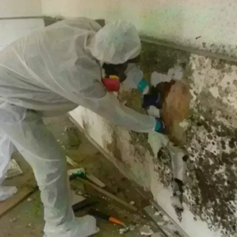 Mold Remediation and Removal in Lewiston, CA